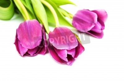 Papier peint  Trois tulipes roses