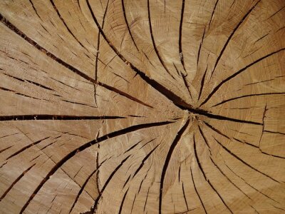 Papier peint  Tronc d'arbre à l'échelle macro