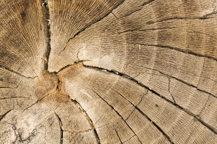 Papier peint  Tronc d'arbre fissuré