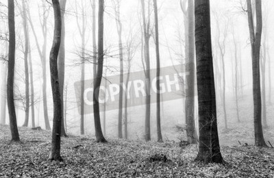 Papier peint  Troncs d'arbres solitaires