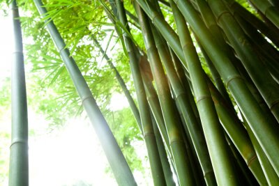 Papier peint  Troncs de bambou dans la forêt