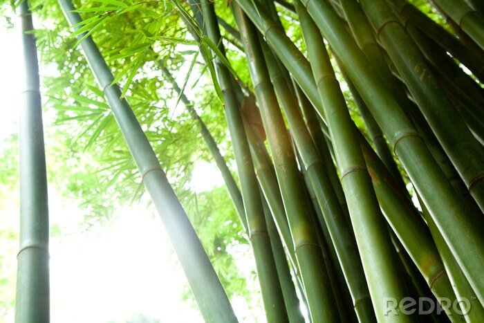 Papier peint  Troncs de bambou dans la forêt