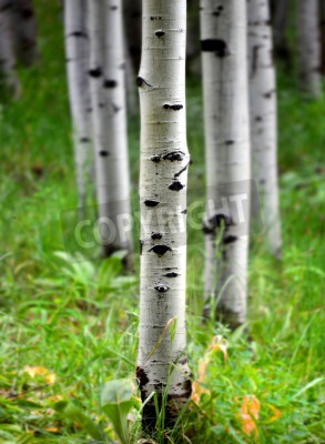 Papier peint  Troncs de bouleau