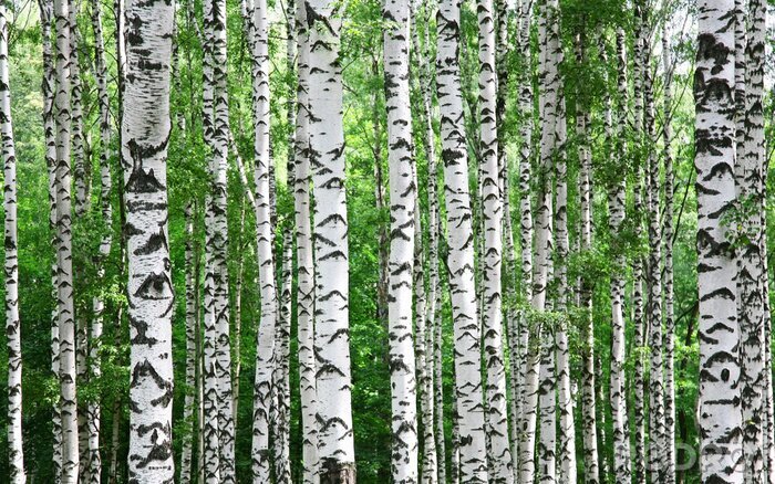 Papier peint  Troncs de bouleaux