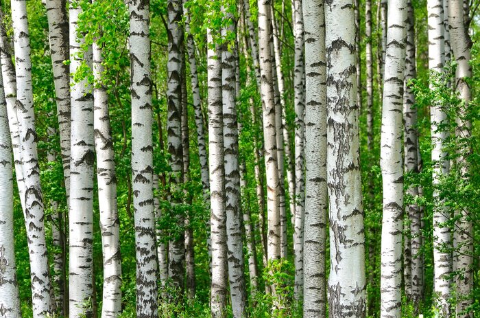 Papier peint  Troncs de bouleaux noirs et blancs