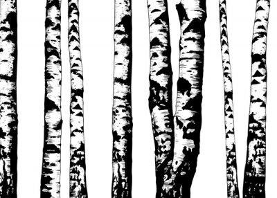 Papier peint  Troncs monochromes dans une forêt de bouleaux