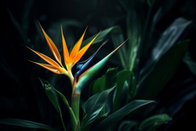 Papier peint  Tropic colorful strelitzia colored multi flower