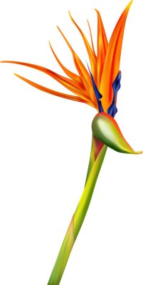 Papier peint  Tropic flower Strelitzia