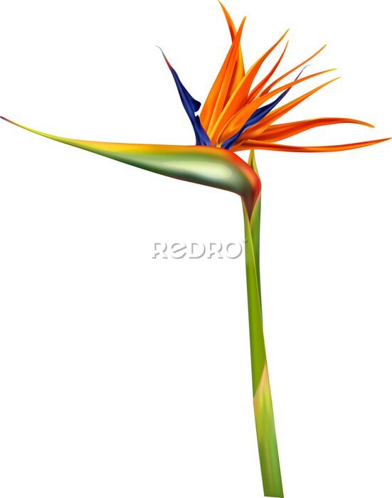 Papier peint  Tropic flower Strelitzia