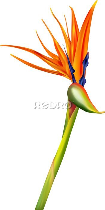 Papier peint  Tropic flower Strelitzia