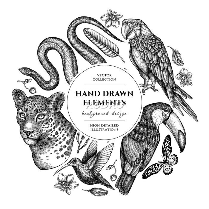 Papier peint  Tropical animals circle design. Hand drawn leopard, snake, hummingbird, toucan, scarlet macaw, african giant swallowtail, strelitzia, orchid, phalaenopsis.