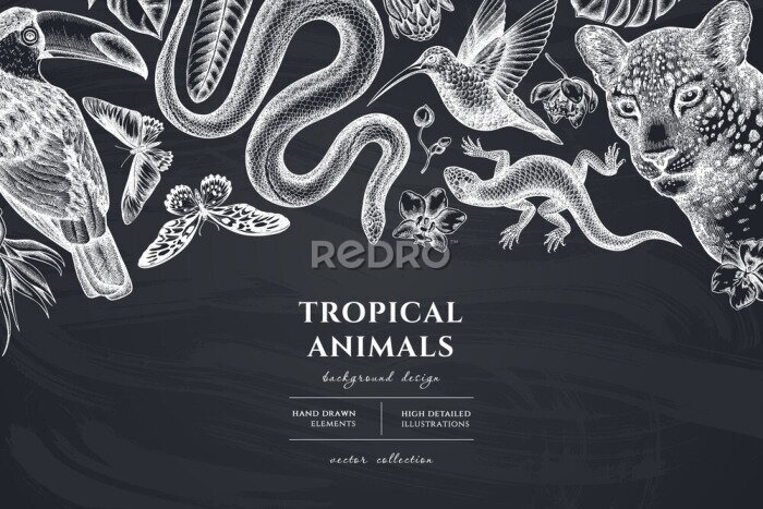 Papier peint  Tropical animals hand drawn illustration design. Background with chalk leopard, snake, lizard, hummingbird, toucan, rajah brooke s birdwing, african giant swallowtail, monstera, strelitzia, protea