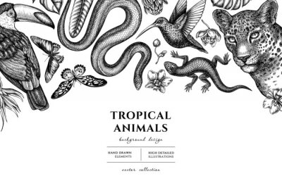 Papier peint  Tropical animals hand drawn illustration design. Background with sketch leopard, snake, lizard, hummingbird, toucan, rajah brooke s birdwing, african giant swallowtail, monstera, strelitzia, protea