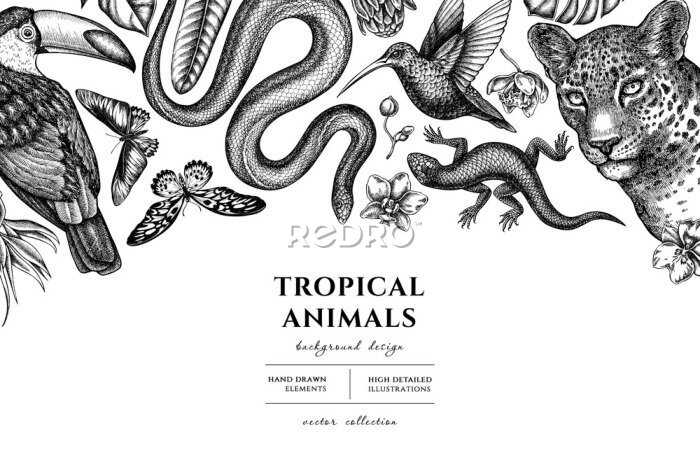 Papier peint  Tropical animals hand drawn illustration design. Background with sketch leopard, snake, lizard, hummingbird, toucan, rajah brooke s birdwing, african giant swallowtail, monstera, strelitzia, protea