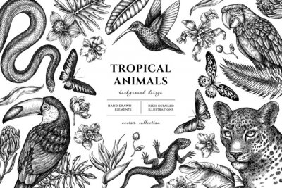 Papier peint  Tropical animals hand drawn illustration design. Background with sketch leopard, snake, lizard, hummingbird, toucan, scarlet macaw, rajah brooke's birdwing, african giant swallowtail, monstera, banana
