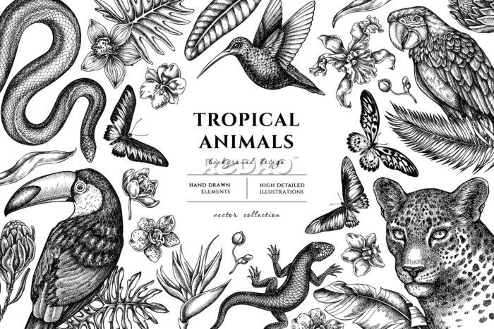 Papier peint  Tropical animals hand drawn illustration design. Background with sketch leopard, snake, lizard, hummingbird, toucan, scarlet macaw, rajah brooke's birdwing, african giant swallowtail, monstera, banana
