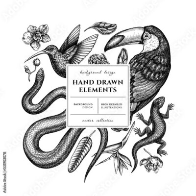 Papier peint  Tropical animals square card or invitation design. Frame design with snake, lizard, hummingbird, toucan, strelitzia, protea, phalaenopsis.