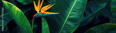 Papier peint  Tropical background of palm leaves and strelitzia flower