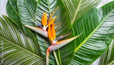 Papier peint  tropical background of palm leaves and strelitzia flower