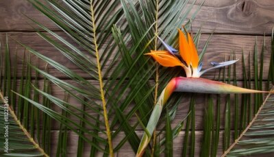Papier peint  tropical background of palm leaves and strelitzia flower