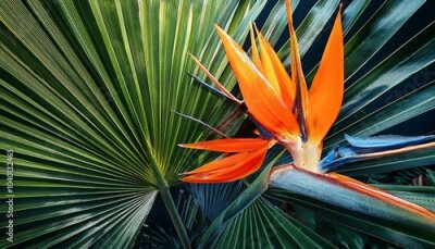 Papier peint  tropical background of palm leaves and strelitzia flower
