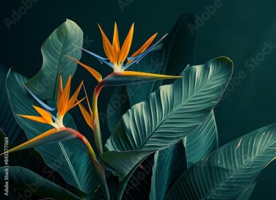 Papier peint  Tropical background with exotic flower bird of paradise Strelitzia reginae among large leaves in a tropical forest on a dark green blue background
