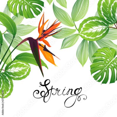 Papier peint  Tropical background with flowers Strelitzia. Green summer frame with exotic leaves of monstera, calathea.