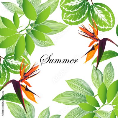 Papier peint  Tropical background with flowers Strelitzia. Green summer frame with exotic leaves of monstera, calathea.