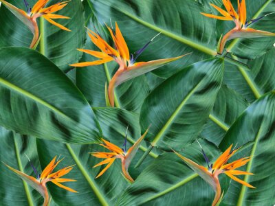 Papier peint  Tropical background with green leaves and strelitzia flower