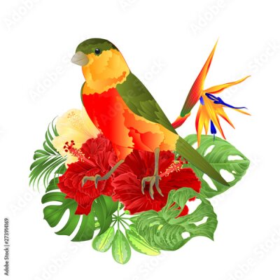 Papier peint  Tropical bird cute small  funny  bird and red hibiscus and Strelitzia reginae monstera palm watercolor style on a white background vintage vector illustration editable hand draw