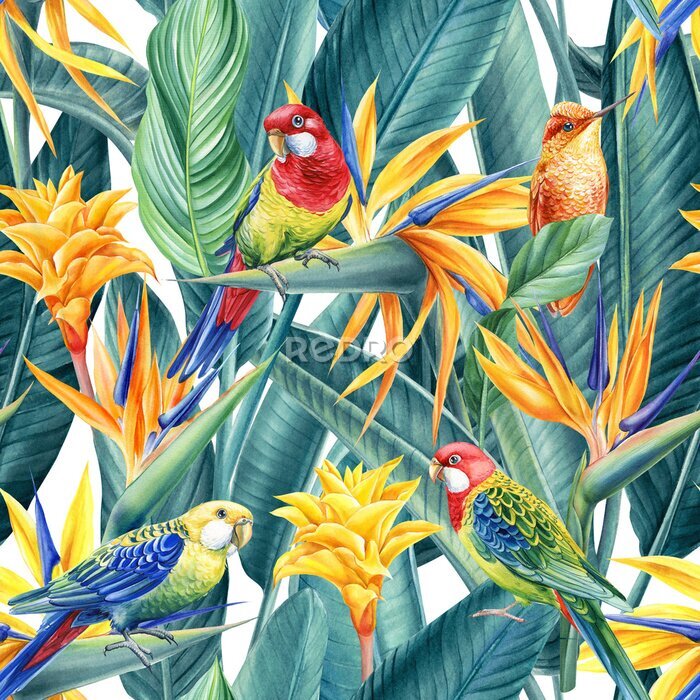 Papier peint  Tropical bird parrot, hummingbird and strelitzia flower, palm leaf. Watercolor floral seamless pattern, exotic plants