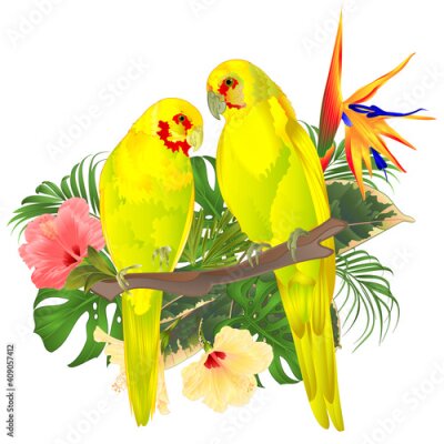 Papier peint  Tropical   birds parots yellow Indian Ringneck alexander and tropical flowers Strelitzia  and  pink and yellow hibiscus palm,philodendron and ficus watercolor vintage vector illustration  
