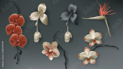 Papier peint  Tropical black, red and gold flower on dark background vector set. Beautiful botanical isolated design element, golden tropic jungle plants, exotic scarlet orchids, strelitzia and medinilla magnifica