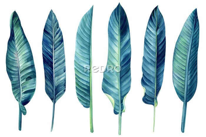 Papier peint  Tropical blue leaves strelitzia on white background, watercolor botanical painting, jungle design