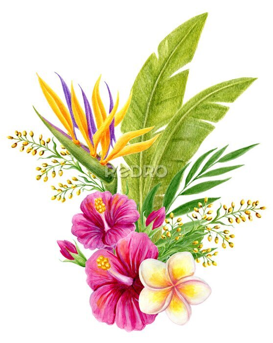 Papier peint  Tropical bouquet. Hand drawn watercolor painting with hibiscus flowers, strelitzia, frangipani and palm leaves isolated on white background. Floral summer composition.