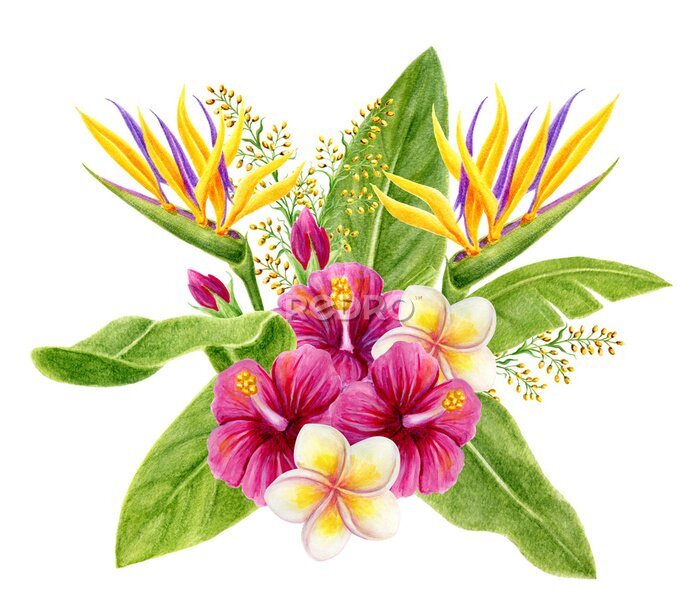 Papier peint  Tropical bouquet. Hand drawn watercolor painting with hibiscus flowers, strelitzia, frangipani and palm leaves isolated on white background. Floral summer composition.