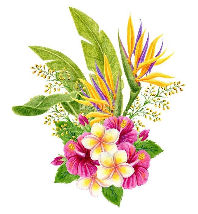 Papier peint  Tropical bouquet. Hand drawn watercolor painting with hibiscus flowers, strelitzia, frangipani and palm leaves isolated on white background. Floral summer composition.
