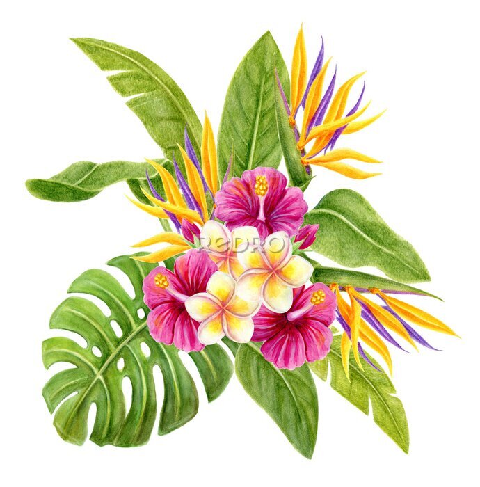 Papier peint  Tropical bouquet. Hand drawn watercolor painting with hibiscus flowers, strelitzia, frangipani and palm leaves isolated on white background. Floral summer composition.