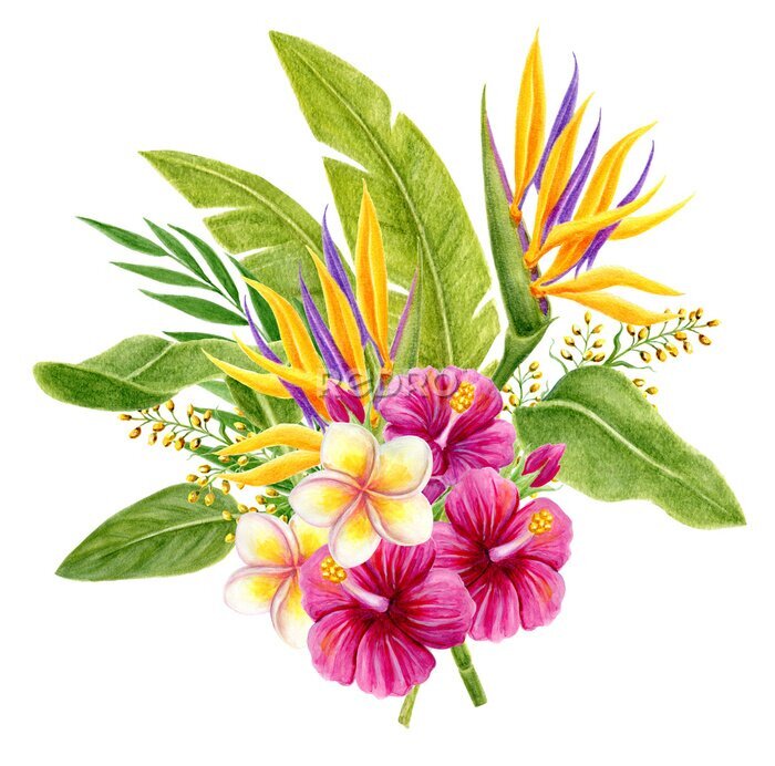 Papier peint  Tropical bouquet. Hand drawn watercolor painting with hibiscus flowers, strelitzia, frangipani and palm leaves isolated on white background. Floral summer composition.
