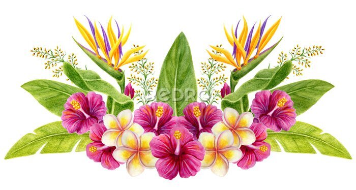 Papier peint  Tropical bouquet. Hand drawn watercolor painting with hibiscus flowers, strelitzia, frangipani and palm leaves isolated on white background. Floral summer composition.