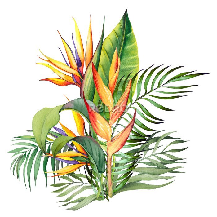Papier peint  Tropical bouquet with heliconia, strelitzia flowers and palm leaves. Watercolor illustration on white background.