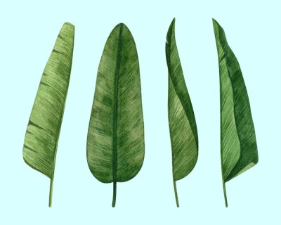 Papier peint  Tropical collection of hand drawn elements: Strelitzia Nicolai, Bird of Paradise Leaves isolated on a Blue Background. Good for post cards, stickers, fabric and textile, print and invitations.