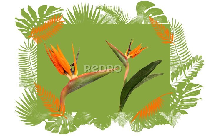 Papier peint  Tropical drawing with Two flowers of Strelitzia, a bird of Paradise, on a white background
