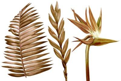 Papier peint  Tropical dry leaves and flowers on white background, watercolor illustration brown, sepia leaf. Strelitzia, bromeliad 
