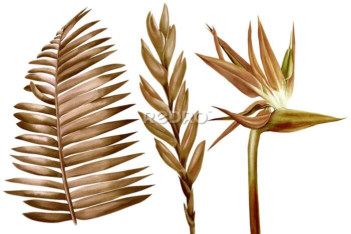 Papier peint  Tropical dry leaves and flowers on white background, watercolor illustration brown, sepia leaf. Strelitzia, bromeliad 