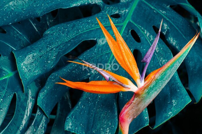 Papier peint  Tropical exotic flower, Closeup of Bird of Paradise or strelitzia reginae blooming on blue leaf background