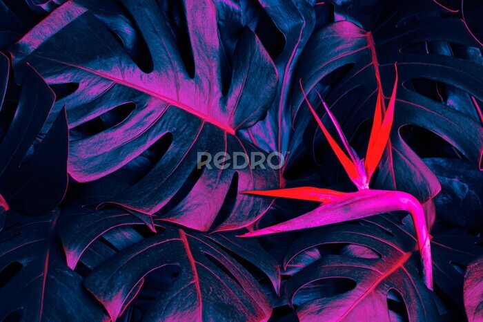 Papier peint  Tropical exotic flower, Closeup of Bird of Paradise or strelitzia reginae blooming on blue leaf background