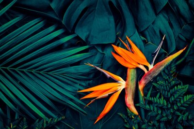 Papier peint  Tropical exotic flower, Closeup of Bird of Paradise or Strelitzia reginae blooming on blue leaves background