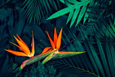 Papier peint  Tropical exotic flower, Closeup of Bird of Paradise or Strelitzia reginae blooming on blue leaves background