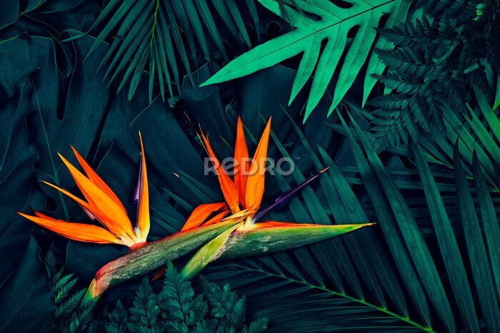 Papier peint  Tropical exotic flower, Closeup of Bird of Paradise or Strelitzia reginae blooming on blue leaves background